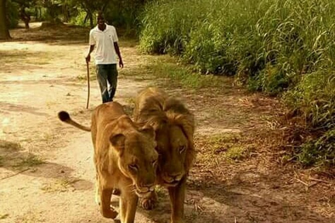 Marcher avec les Lions